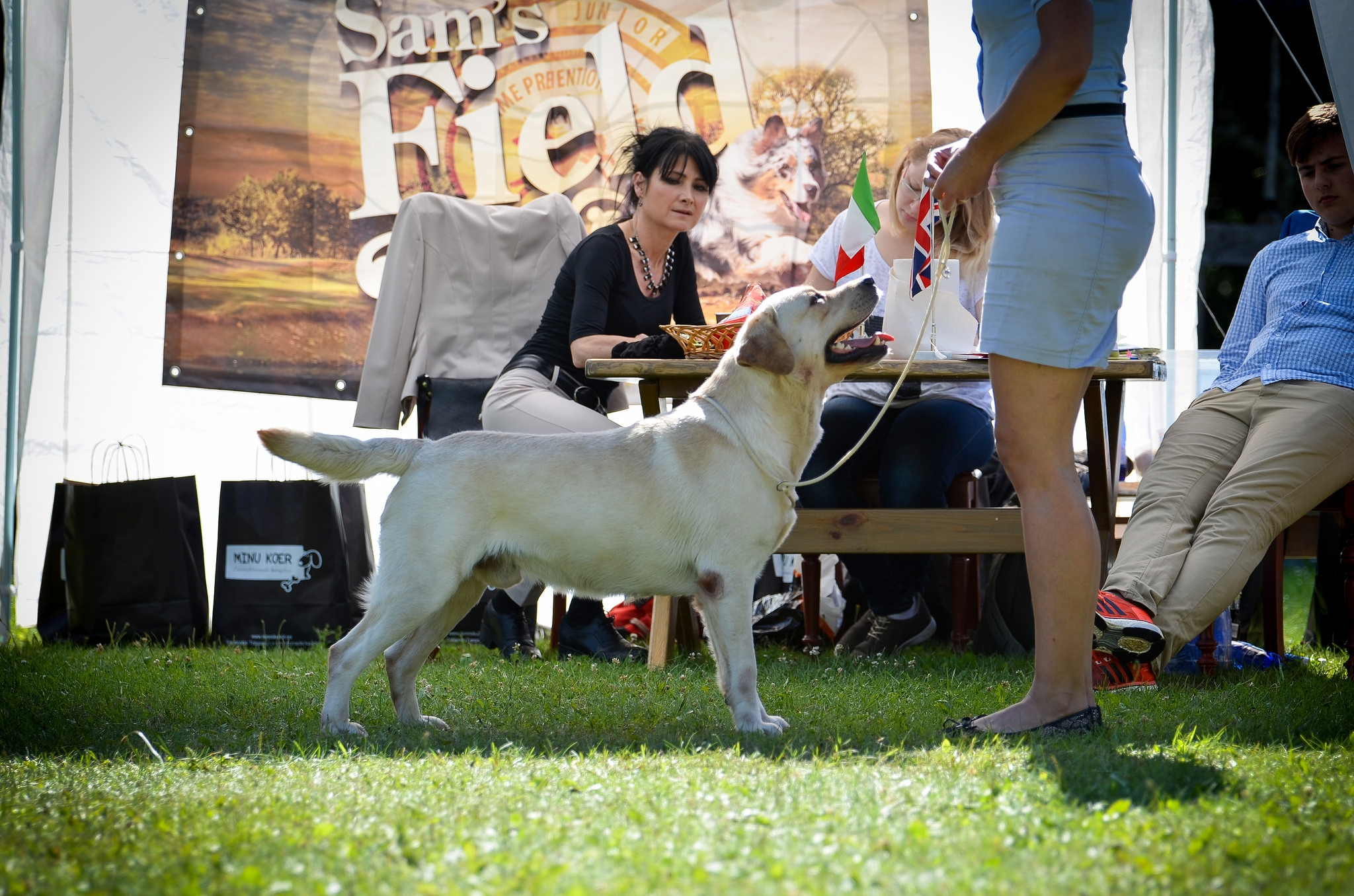At the Retriever Specialty 2016 in Southern Estonia, judged by Rosa Agostini. Photo by Sodelight Photography.