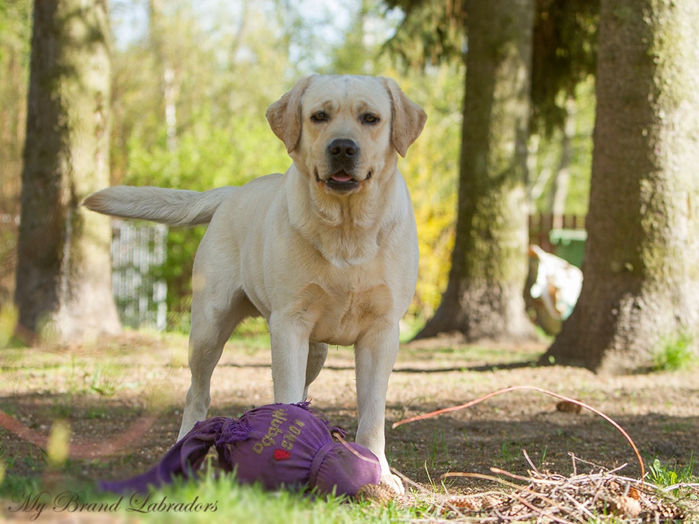 Tawastway's Snowholic at the age of 2 years