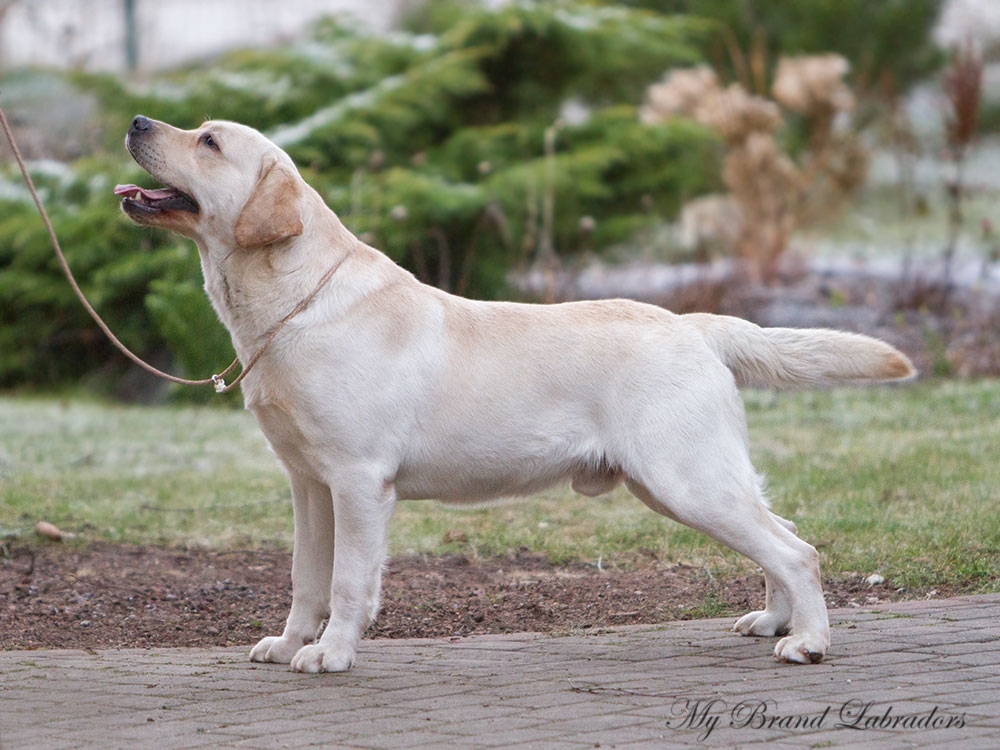 Tawastway's Snowholic at the age of 2 years