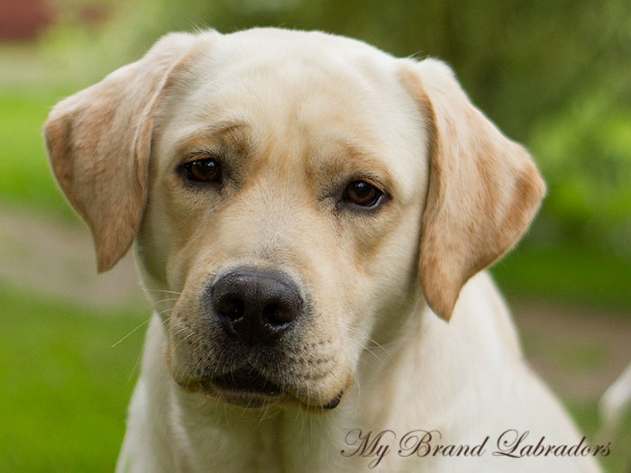 Robbie sure is growing up... here is his headshot in July 2015, at the age of 21 months.