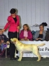 In the BEST IN SHOW ring in Tartu 11.01.2015. Photo by Jane Jaggo, thank you!