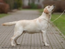 Tawastway's Snowholic at the age of 12 months and totally out of coat