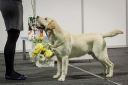 At the all-breed national dog show in Tartu 10.01.2015 Robbie was awarded BIG-2 and BIS-3 JUNIOR awards.