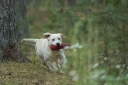 Robbie is a keen retriever and ready to do anything for you