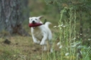 Robbie is a keen retriever and ready to do anything for you