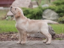 Tawastway's Snowholic 10 weeks old