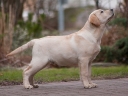 Tawastway's Snowholic at the age of 4 months