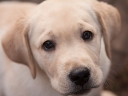 Tawastway's Snowholic 10 weeks old