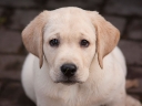 Tawastway's Snowholic 10 weeks old