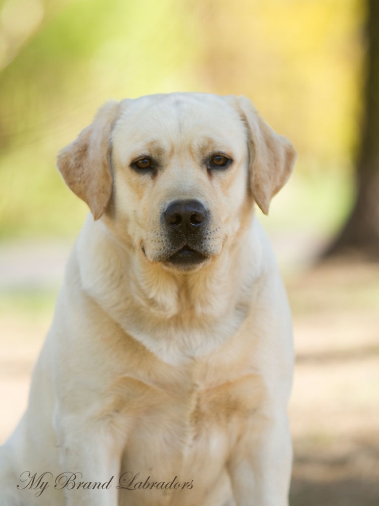Headshot of Robbie at the age of 2 years