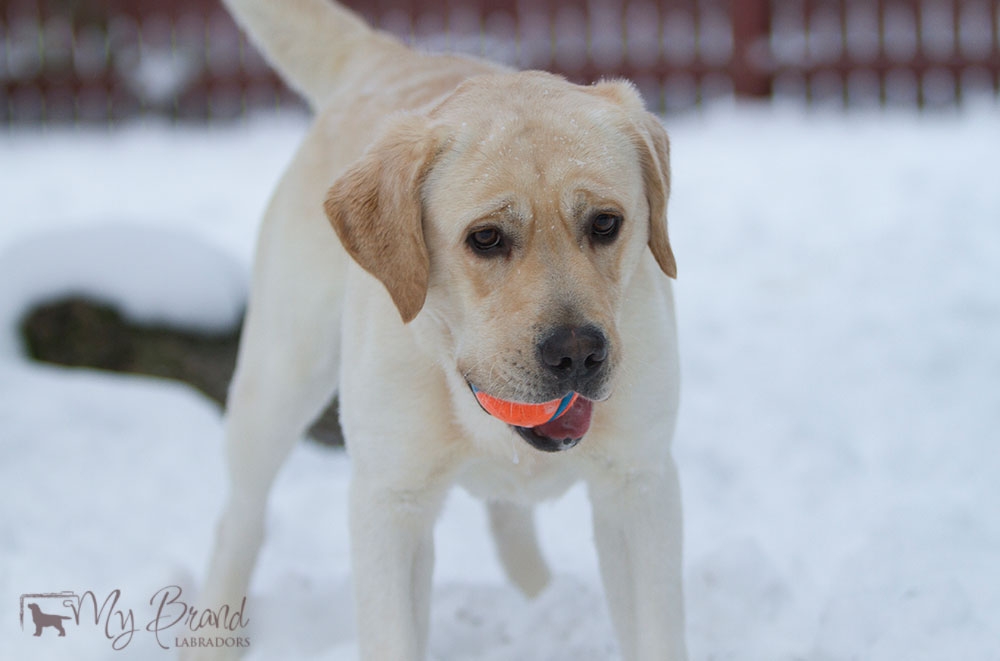 Tawastway's Snowholic in November 2016