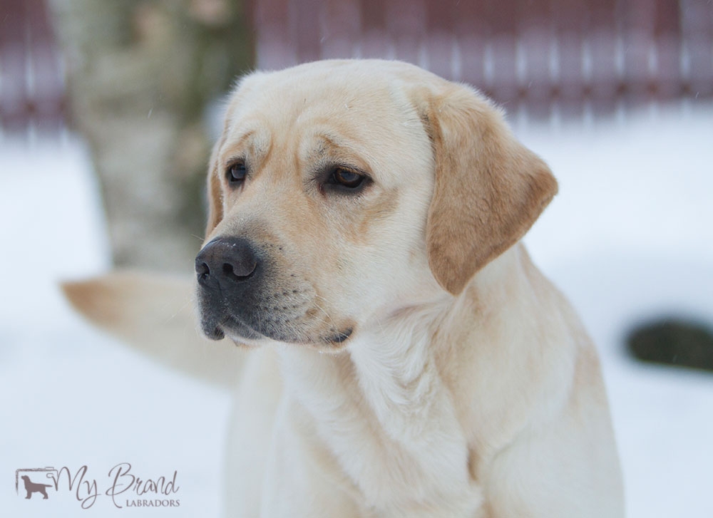 Tawastway's Snowholic in November 2016