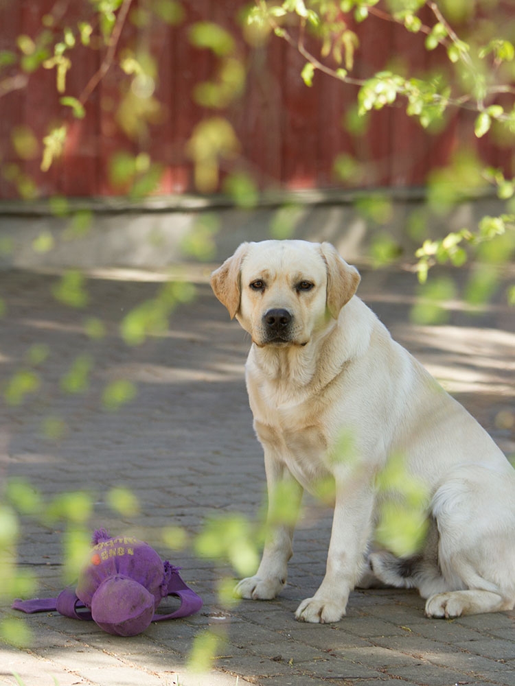 This is how Robbie looks, when nobody agrees to play with him...