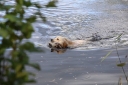Tawastway's Snowholic working in water, photo by Kadri Kont-Kontson.