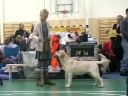 Tawastway's Snowholic (Robbie) in Vaimastvere Dog Show, finishing his EST & RUS JCH title, handled by Britta. Thank You!