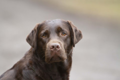 The Happiest Little Sweetheart z Grodu Hrabiego Malmesbury