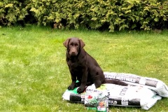 The Happiest Little Sweetheart z Grodu Hrabiego Malmesbury (May 2020)