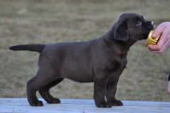 The Happiest Little Sweetheart z Grodu Hrabiego Malmesbury