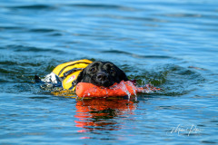 Upwards Oh My What A Night "Merida"