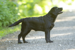 Upwards Oh My What A Night "Merida"