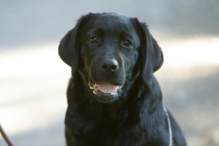 Upwards Oh My What A Night "Merida"