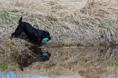 Upwards Oh My What A Night "Merida"