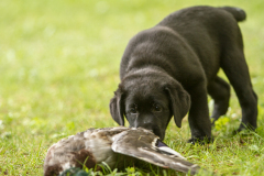 Upwards Oh My What A Night "Merida"