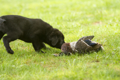 Upwards Oh My What A Night "Merida"