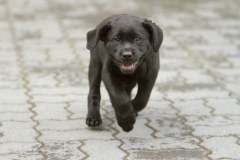 Upwards Oh My What A Night "Merida"