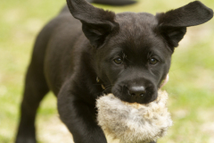 Upwards Oh My What A Night "Merida"