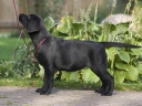 Velvetline's Zsanett (3 months old)