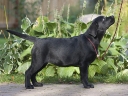 Velvetline's Zsanett (3 months old)