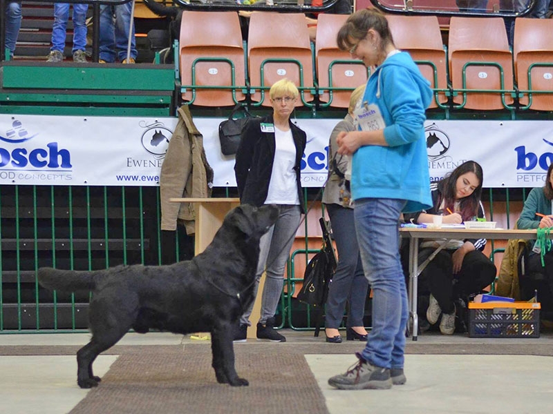 Waterline's Think Twice in Poland, Katowice show 20.03.2015 (1exc, CWC) Photo: kennel Malmesbury.