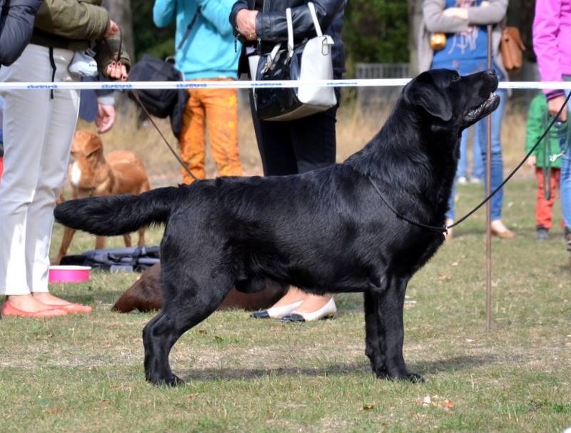 Waterline's Think Twice in Poland, fall 2015. Photo: kennel Malmesbury.