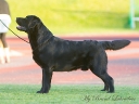 Waterline's Think Twice and the Labrador Specialty (August 2015)